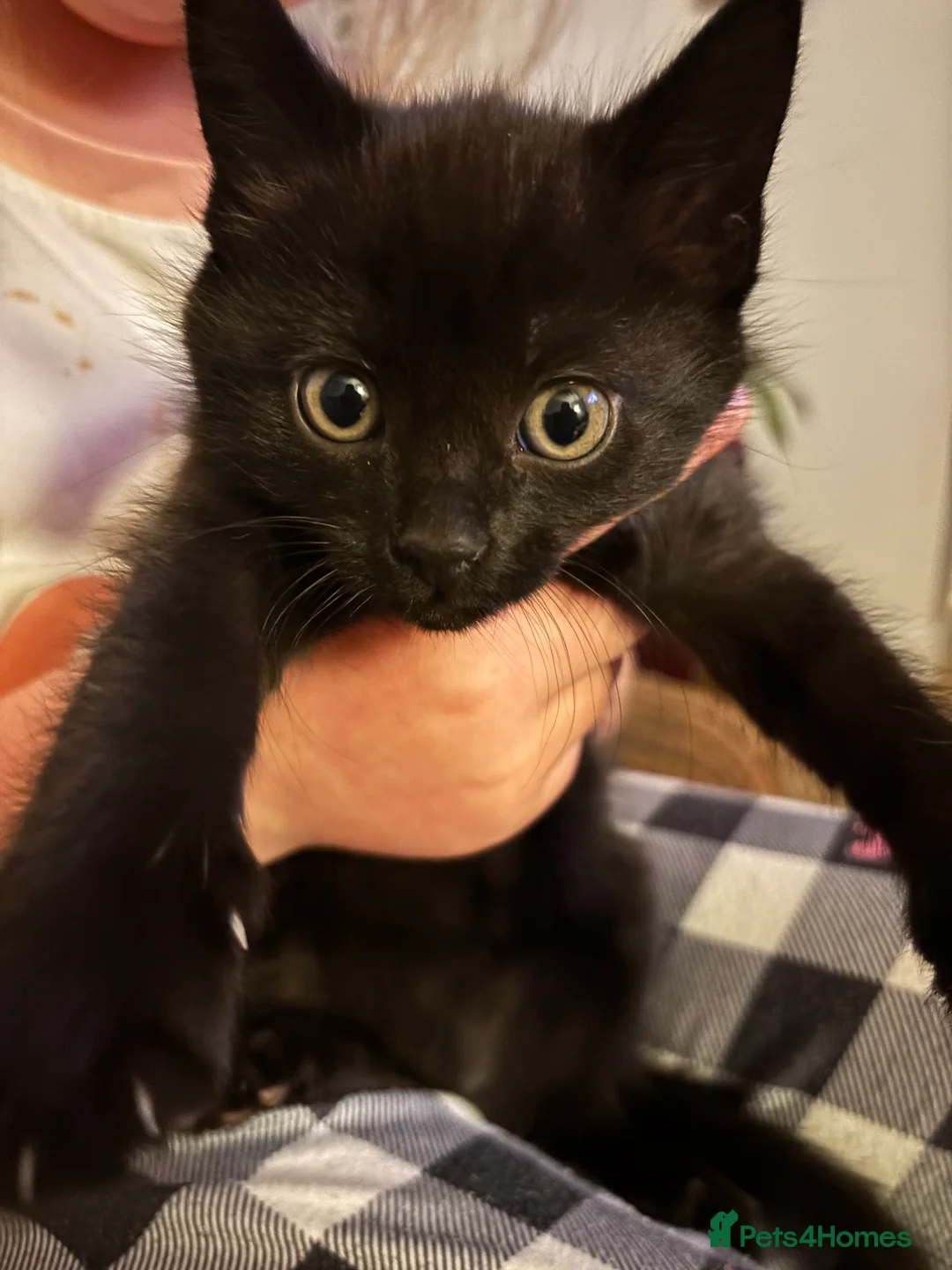Mixed Breed cats for sale: 4 kittens ready for forever homes  - Advert 2