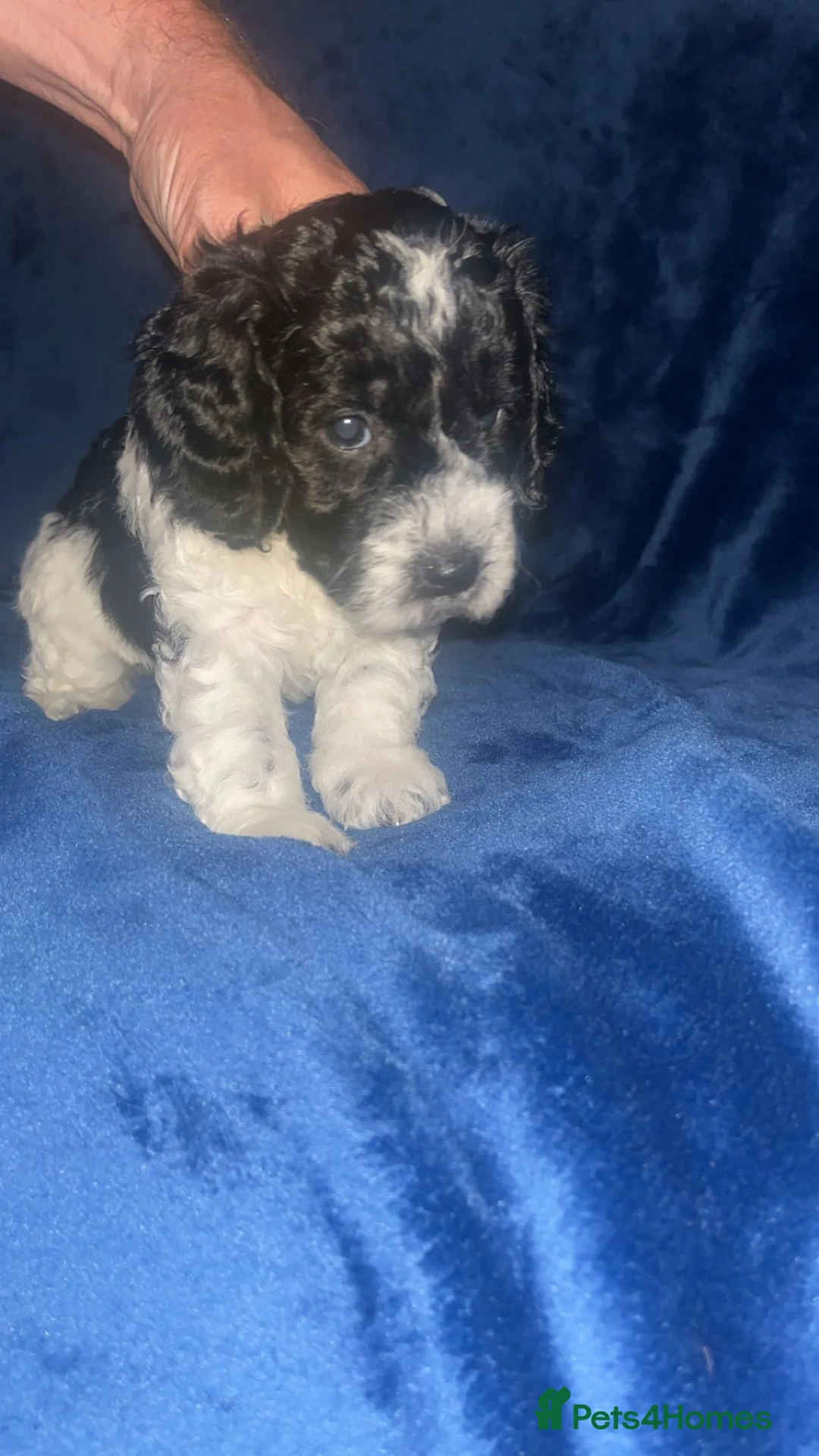 Cockapoo dogs for stud: Proven F1 cockerpoo for Stud in Sutton-in-Ashfield - Advert 19