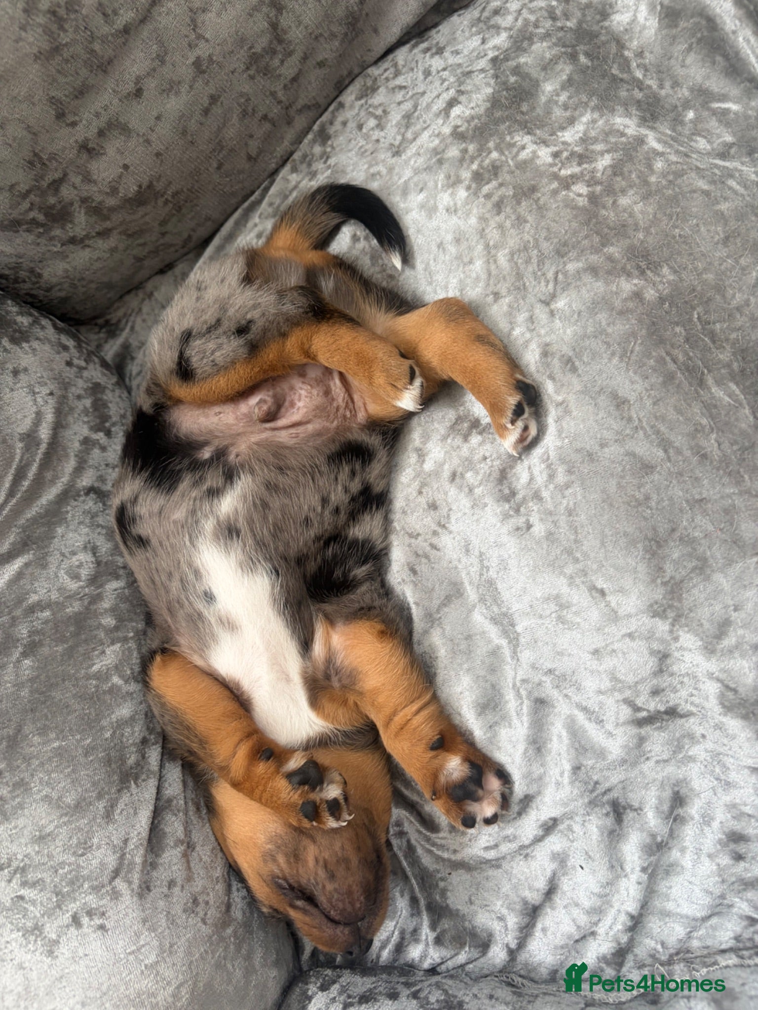 Jack Russell dogs Jack Russell puppies - Advert 3