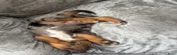 Jack Russell dogs for sale: Jack Russell puppies - Advert 7