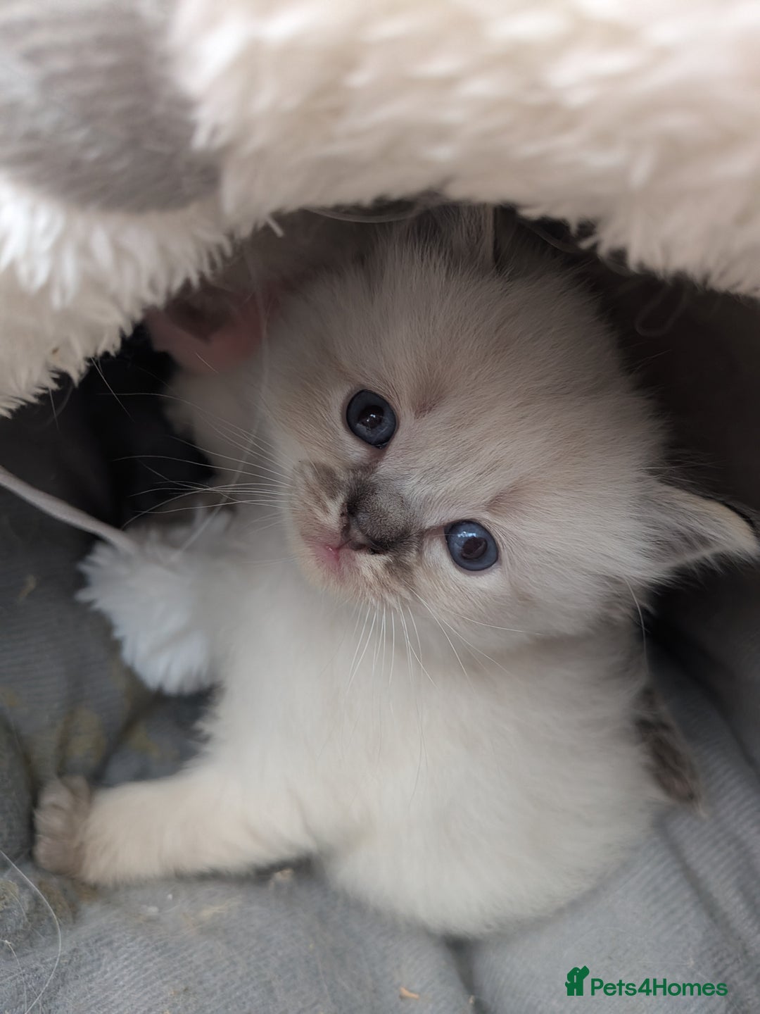 Ragdoll cats for sale: Ragdolls - Image 4