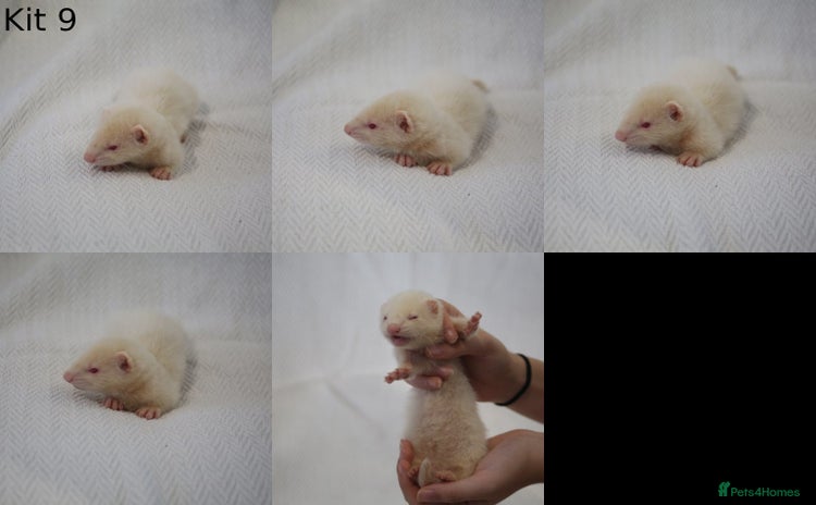 Ferret rodents - Advert 16