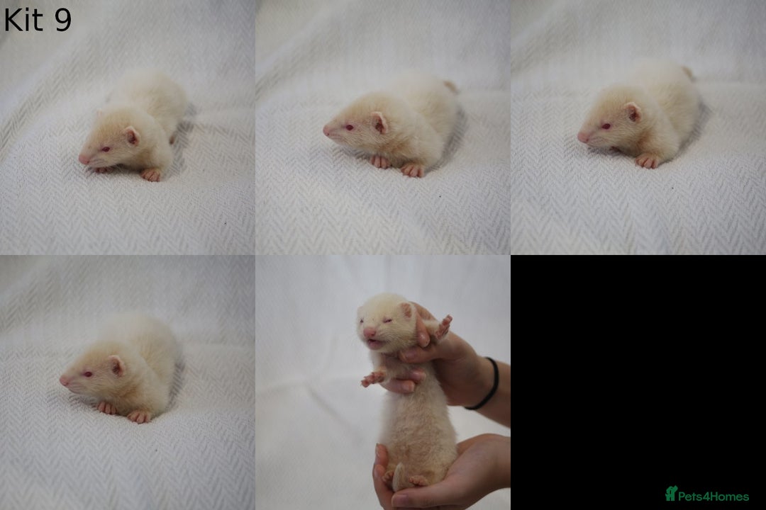 Ferret rodents for sale: Ferret Jill Kit - ready to go - Image 1