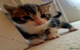 Mixed Breed cats for sale: Sweet Black & White & Tabby Kittens - Image 11