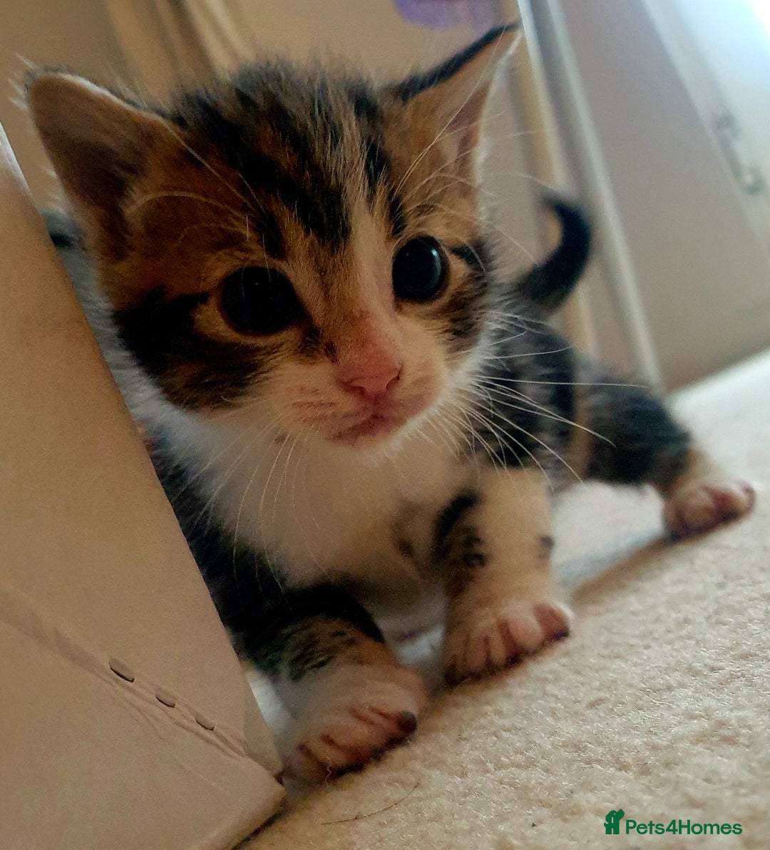 Mixed Breed cats for sale: Sweet Black & White & Tabby Kittens - Image 11