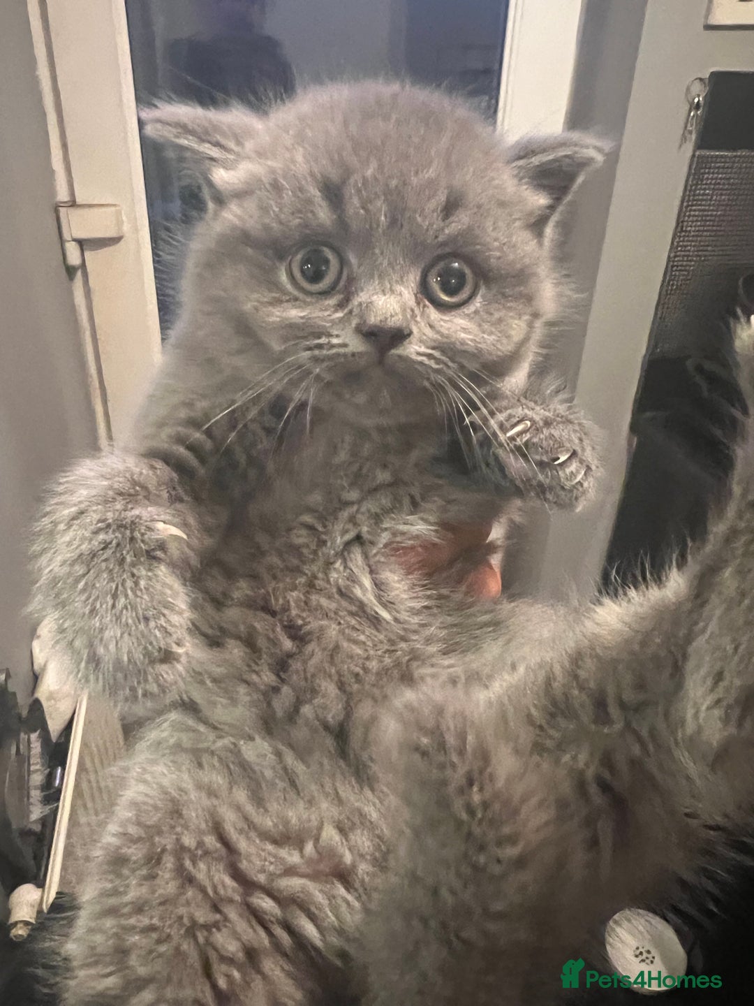British Shorthair cats for sale: Beautiful British blues - Image 6