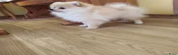 Pomeranian dogs for sale: Beautiful white cream Pomeranian puppies - Advert 9