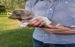 Miniature Dachshund dogs for sale: READY NOW Miniature Daschund Pups Dapples Piebalds - Image 6