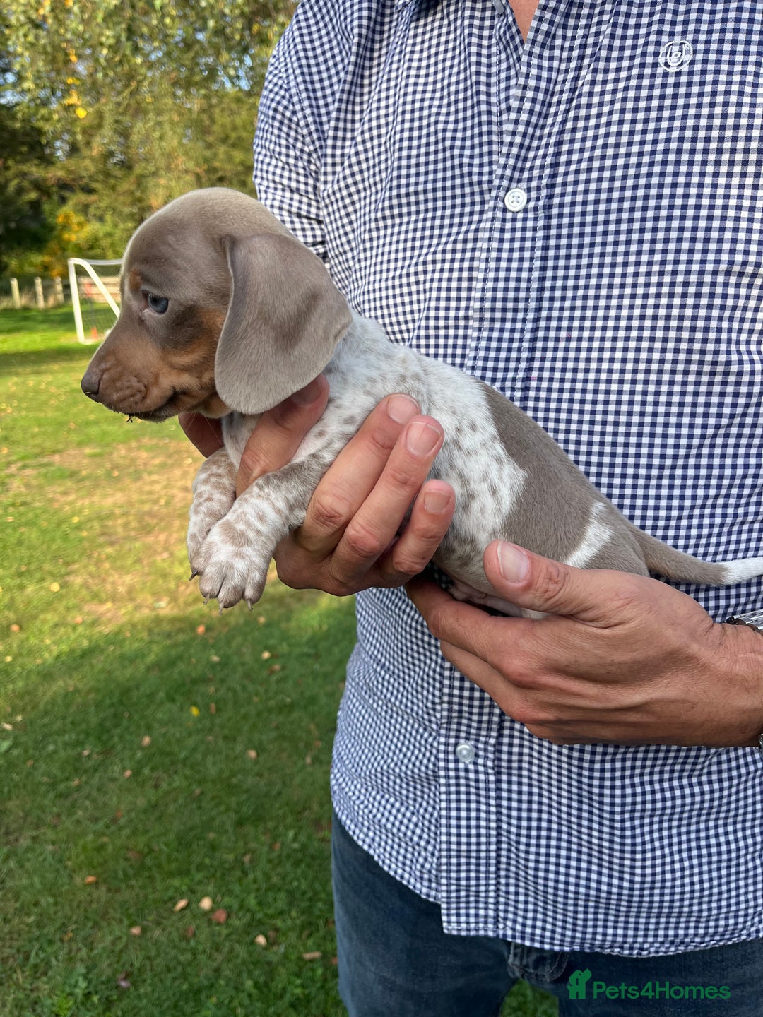 Miniature Dachshund dogs for sale: READY NOW Miniature Daschund Pups Dapples Piebalds - Image 6