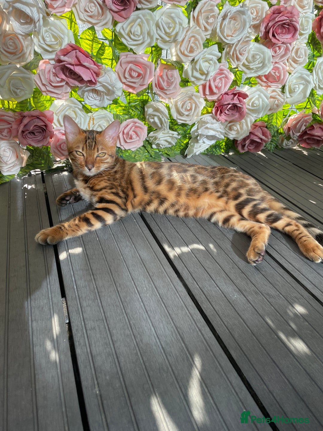 Bengal cats for sale:  🐾Four Beautiful Bengal Kittens🐾 - Image 32