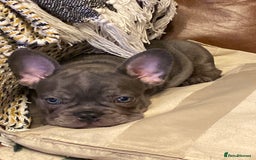 French Bulldog dogs for sale: French Bulldog 4 Boys and 3 girls  - Image 15