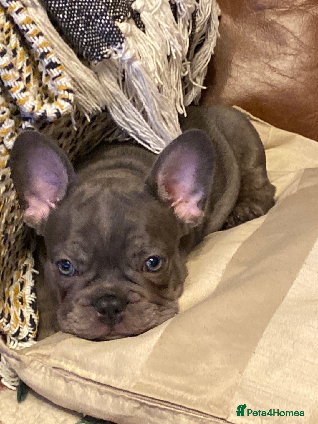 French Bulldog dogs for sale: French Bulldog 4 Boys and 3 girls  - Image 15