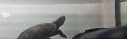 Turtle reptiles for sale: Turtle and setup - Advert 10