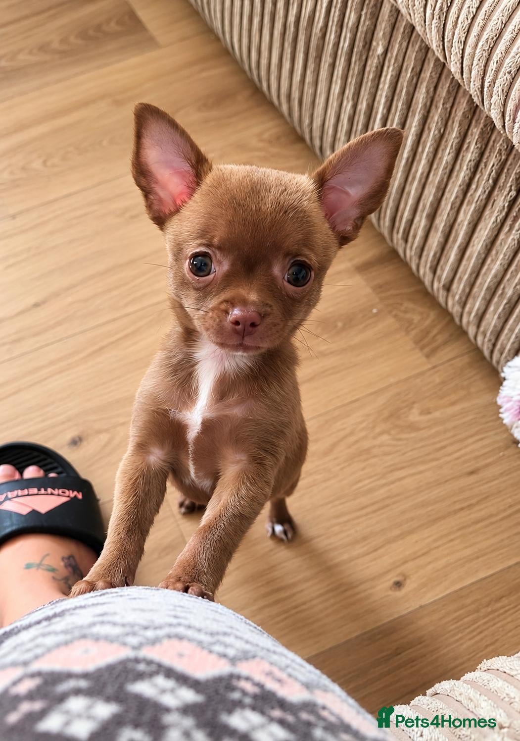 Chihuahua dogs for sale: *LAST* Female Chocolate Chihuahua Puppy 🐶❤️ - Advert 2