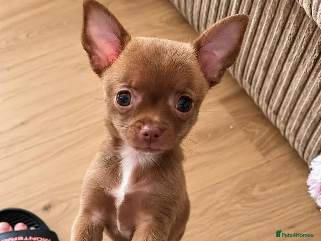 Chihuahua dogs for sale: *LAST* Female Chocolate Chihuahua Puppy 🐶❤️ - Advert 2