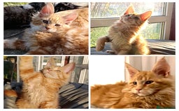 Maine Coon cats for sale: Maine Coon kitten Fire Red Marble Tabby and White - Image 23