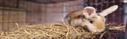 Mini Lop rabbits for sale: Gorgeous, friendly, ginger mini lop boys ready now - Advert 5