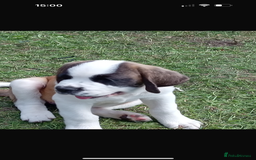Saint Bernard dogs for sale: Smooth male puppy  - Image 2