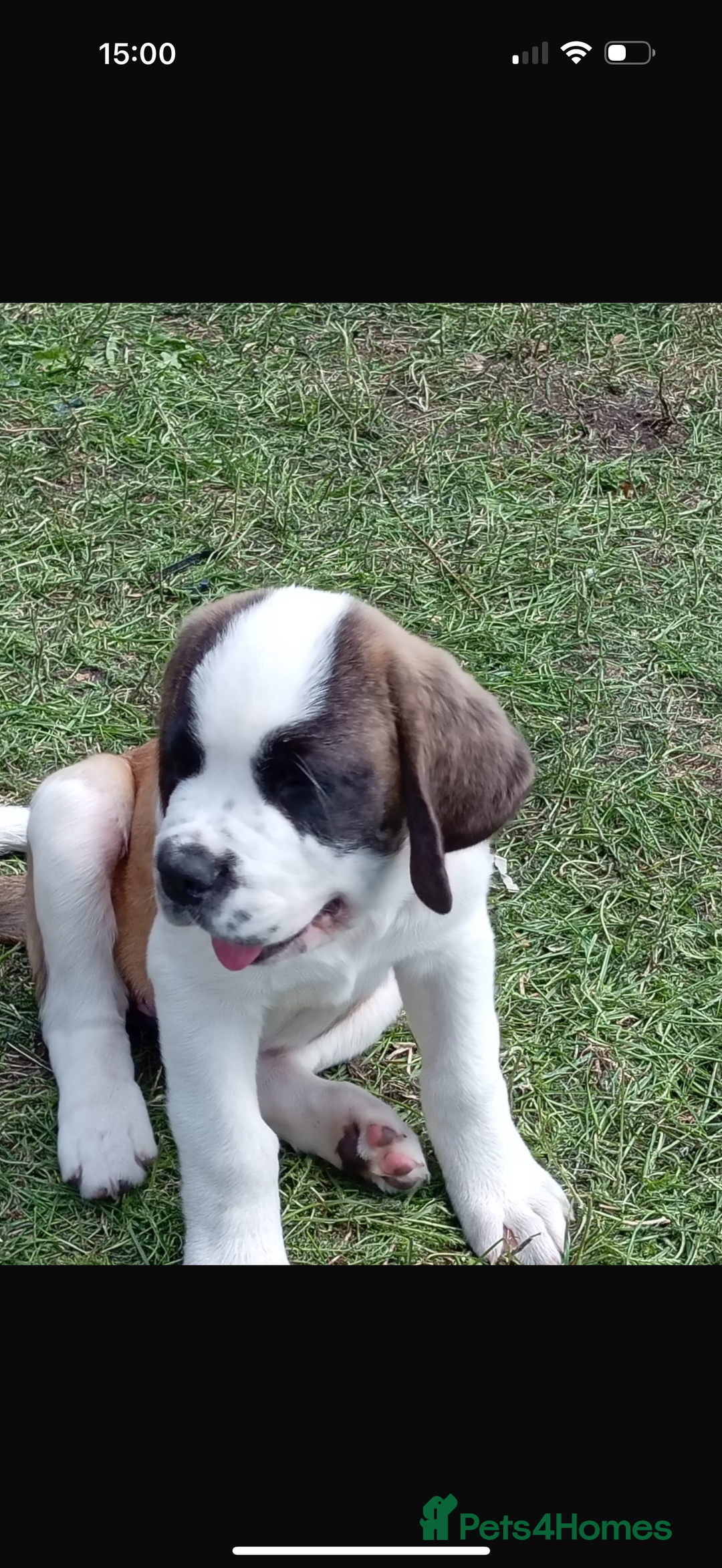 Saint Bernard dogs for sale: Smooth male puppy  - Image 2