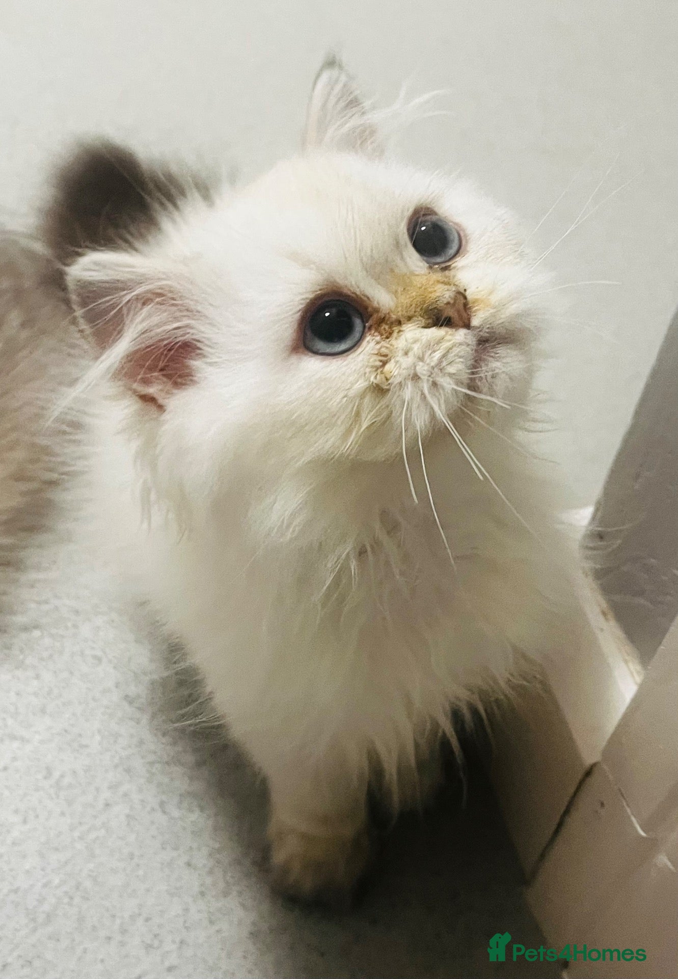 Scottish Fold cats ***LAST BOY ***Pure breed pedigree SFLH  - Advert 2