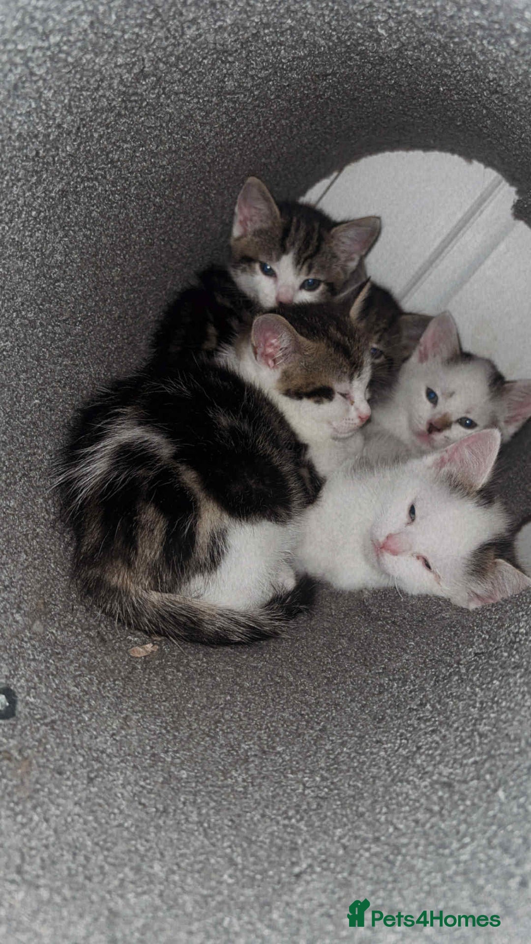 Mixed Breed cats for sale: 4 beautiful kittens for sale - Advert 5