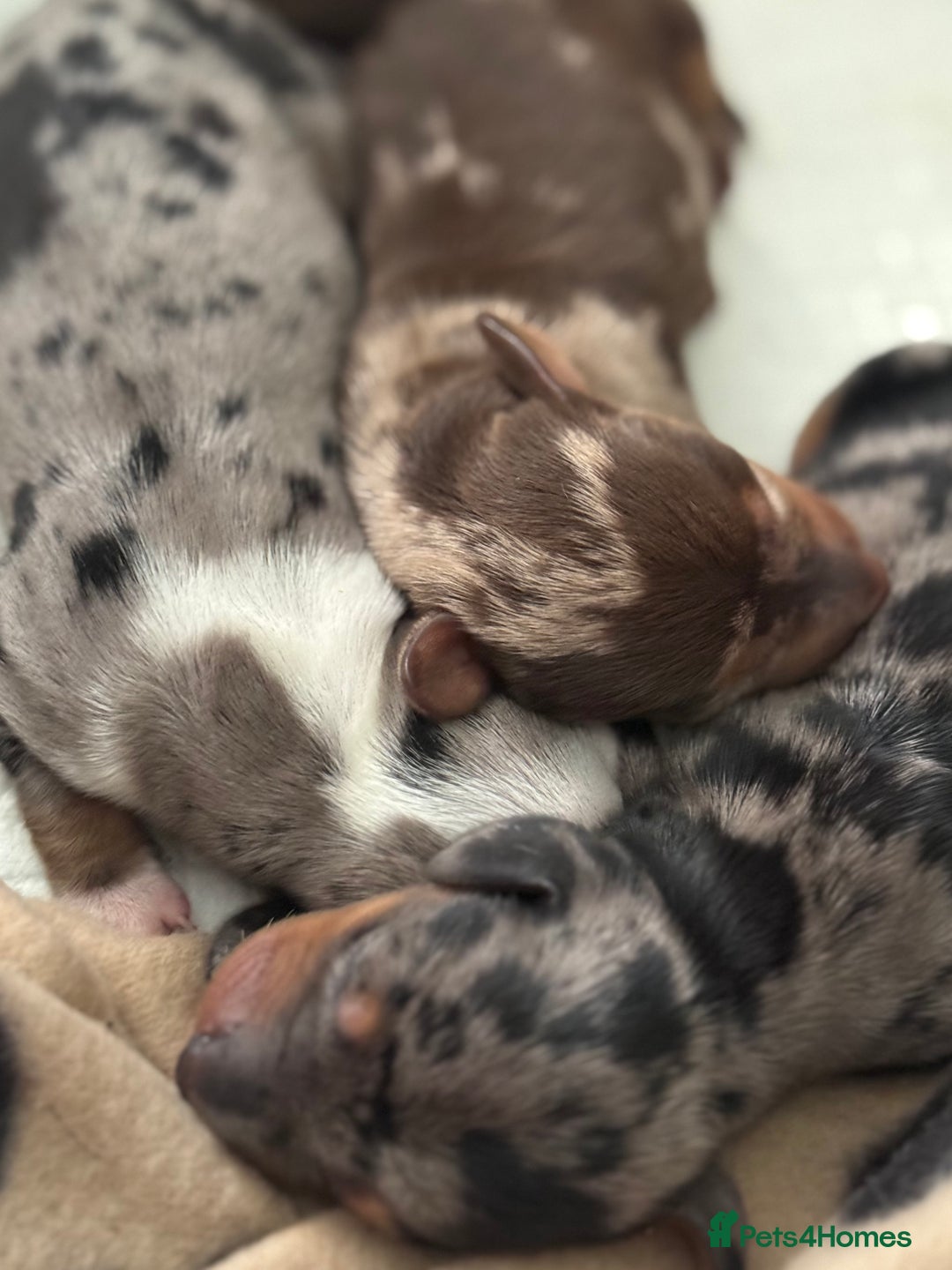 Miniature Dachshund dogs for sale: 🐾 5 Mini Dachshunds 4 dappled, 1 choc 🐾 - Advert 31