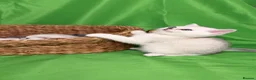 Scottish Fold cats for sale: Scottish fold/straight kittens - Advert 13