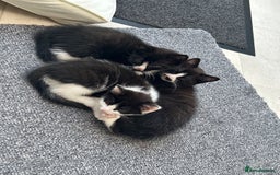 Mixed Breed cats for sale: 3 ragdoll mix kittens  - Image 8