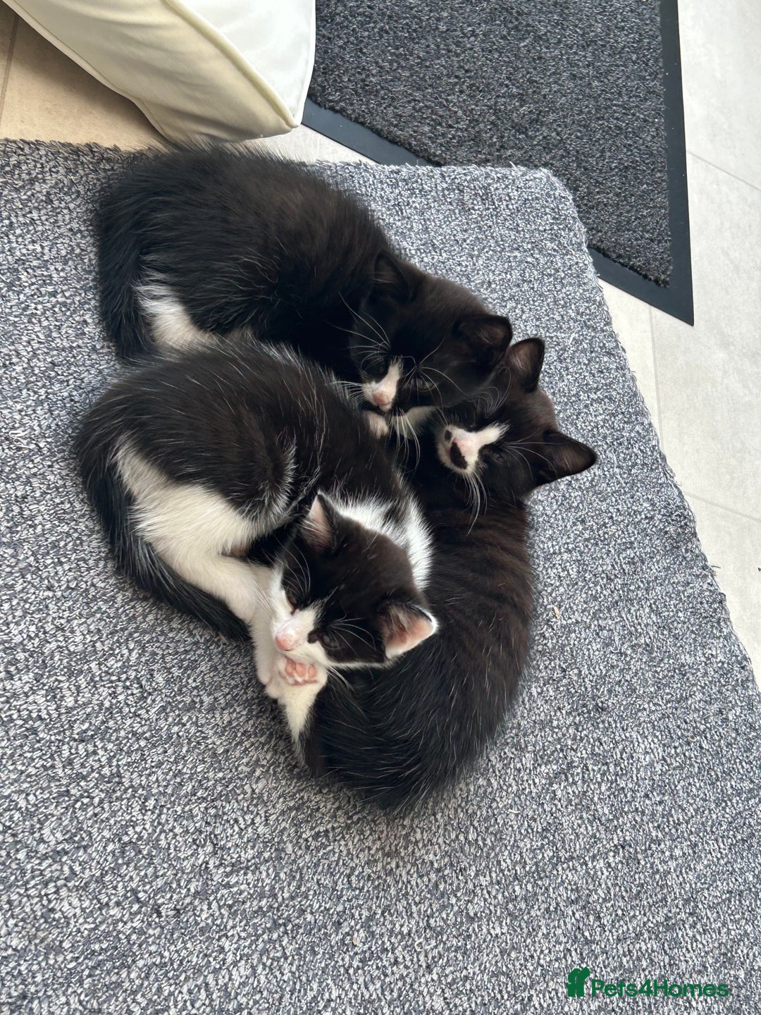 Mixed Breed cats for sale: 3 ragdoll mix kittens  - Image 8