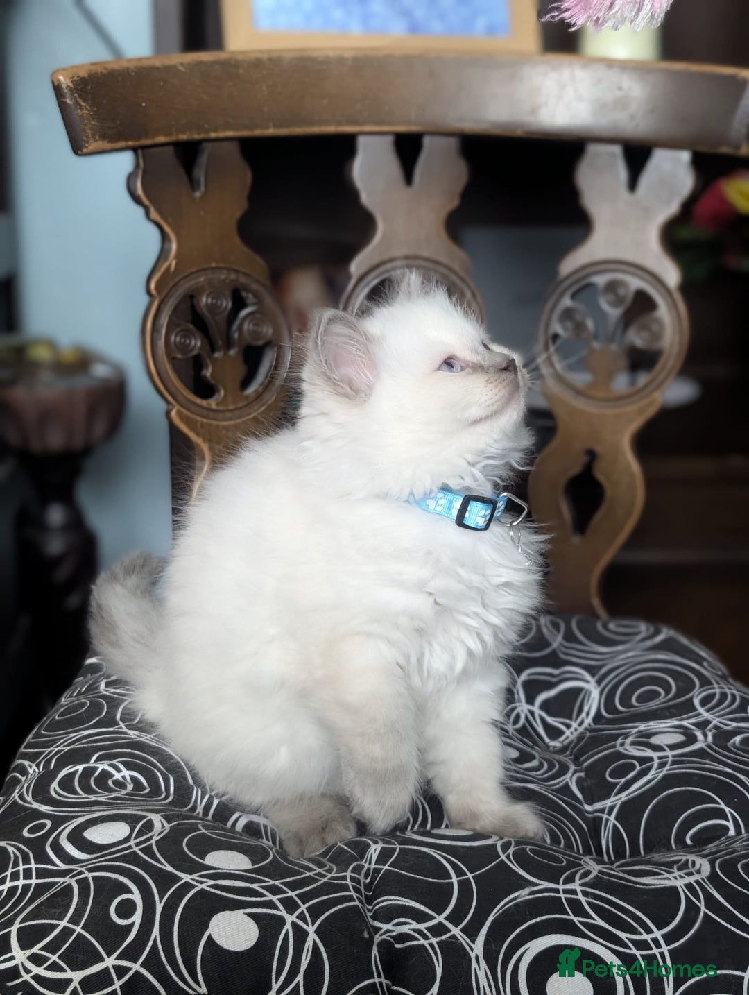 Ragdoll cats for sale: **Stunning litter of 4 ragdoll kittens** - Advert 13