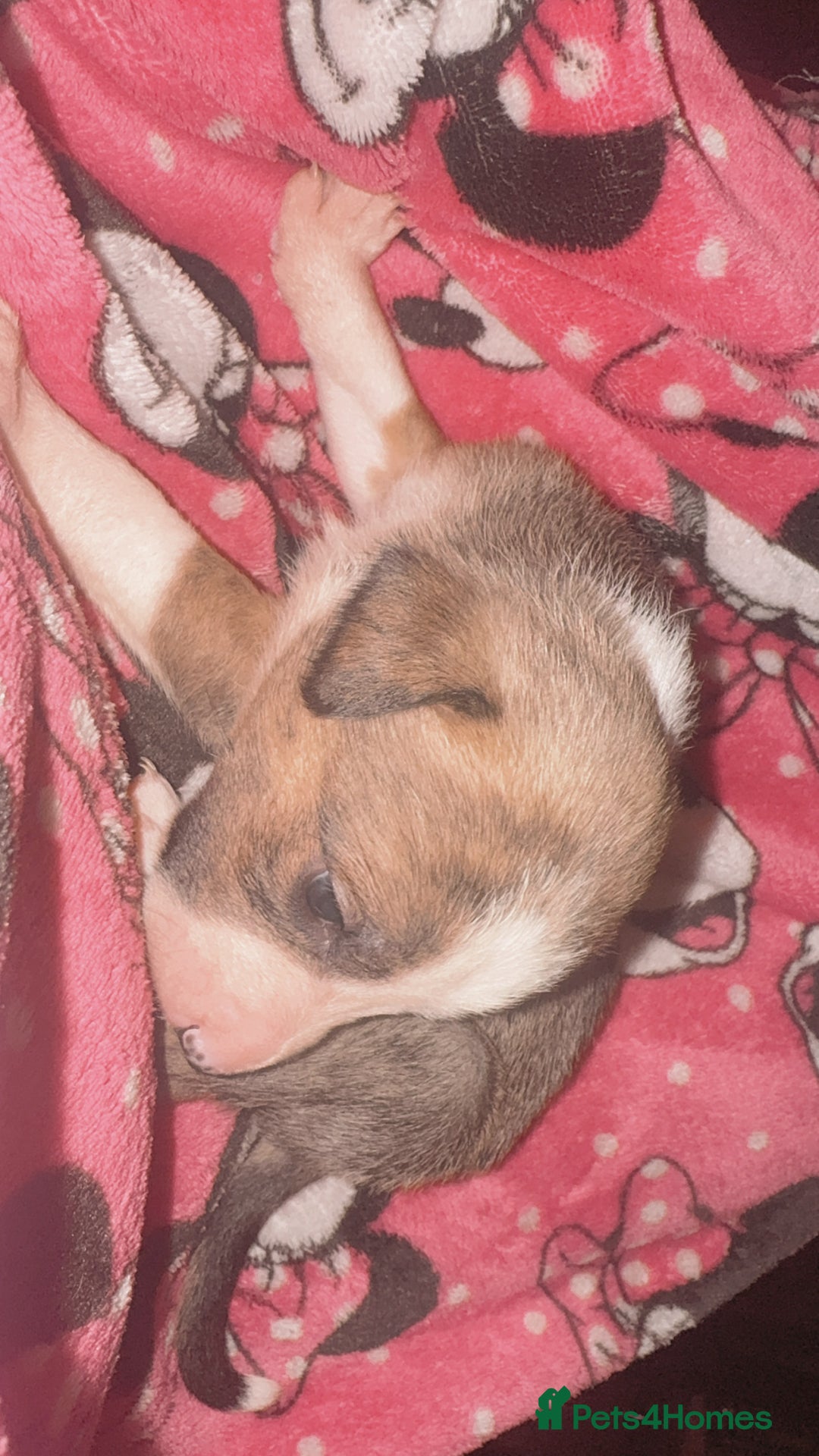 Mixed Breed dogs for sale: Pups for sale  - Advert 32