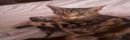 Mixed Breed cats for sale: Gorgous Tabby Kitten  in Gainsborough - Advert 1
