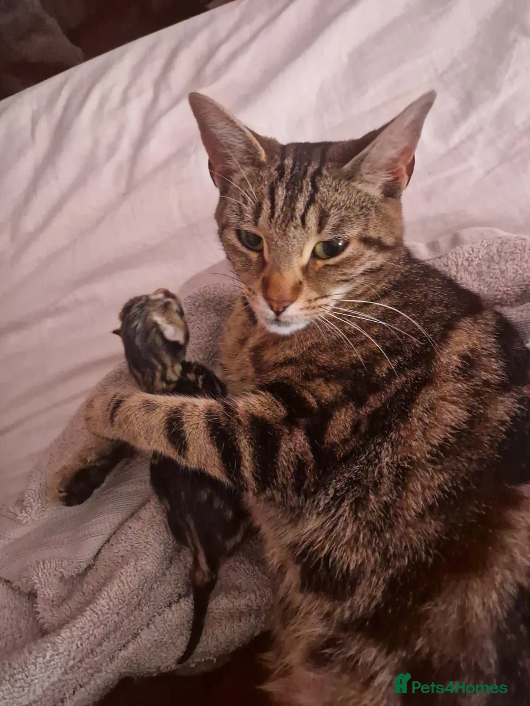 Mixed Breed cats for sale: Gorgous Tabby Kitten  in Gainsborough - Advert 1