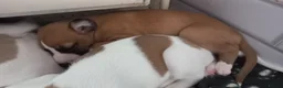 Whippet dogs for sale: 4 beautiful KC whippet puppies! - Advert 3