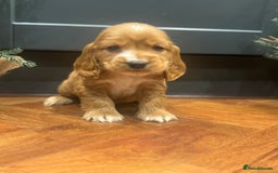 Cocker Spaniel dogs for sale: Gorgeous KC Show Cocker Spaniel Puppies - Advert 4