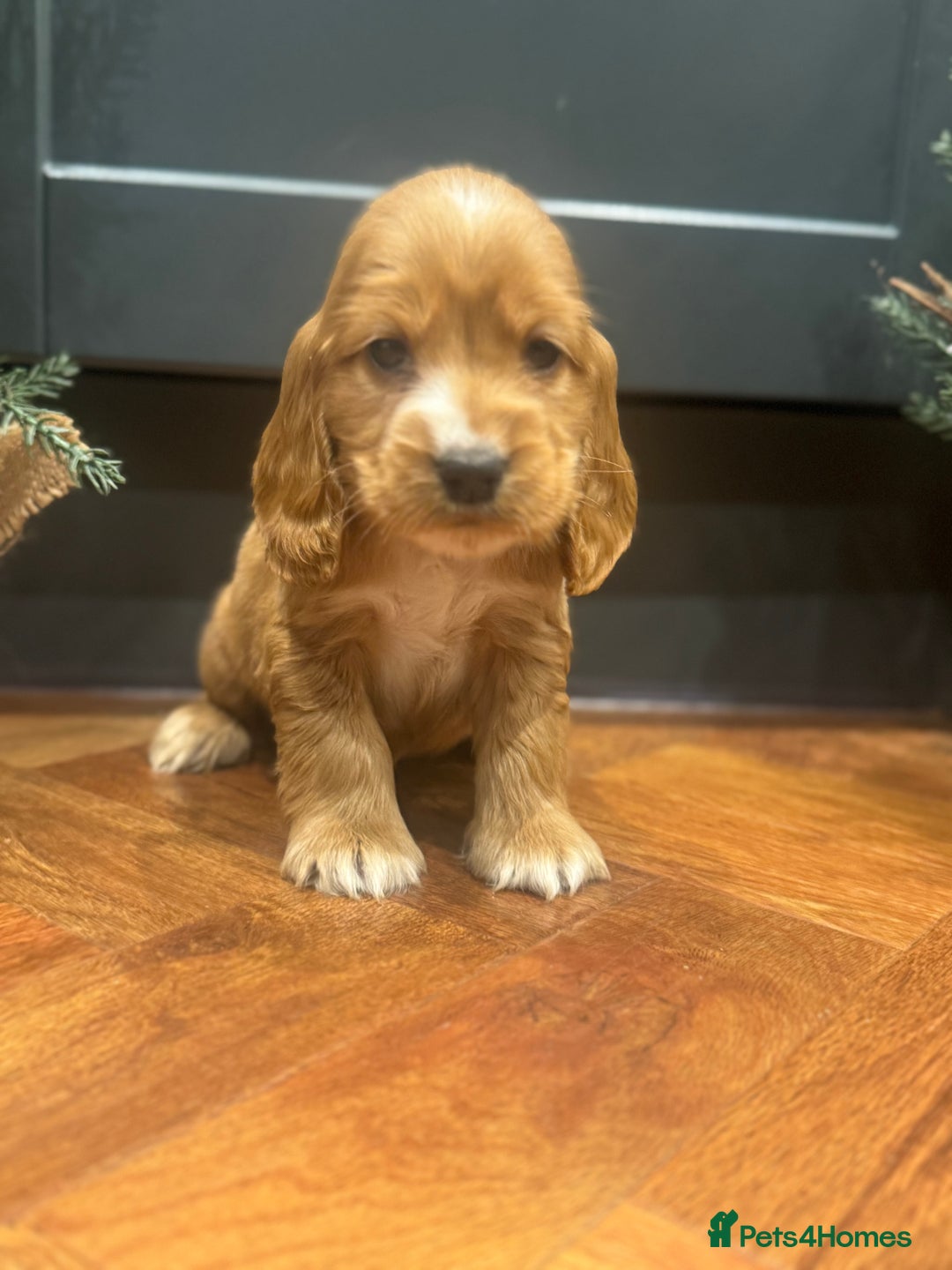 Cocker Spaniel dogs for sale: Gorgeous KC Show Cocker Spaniel Puppies - Advert 4