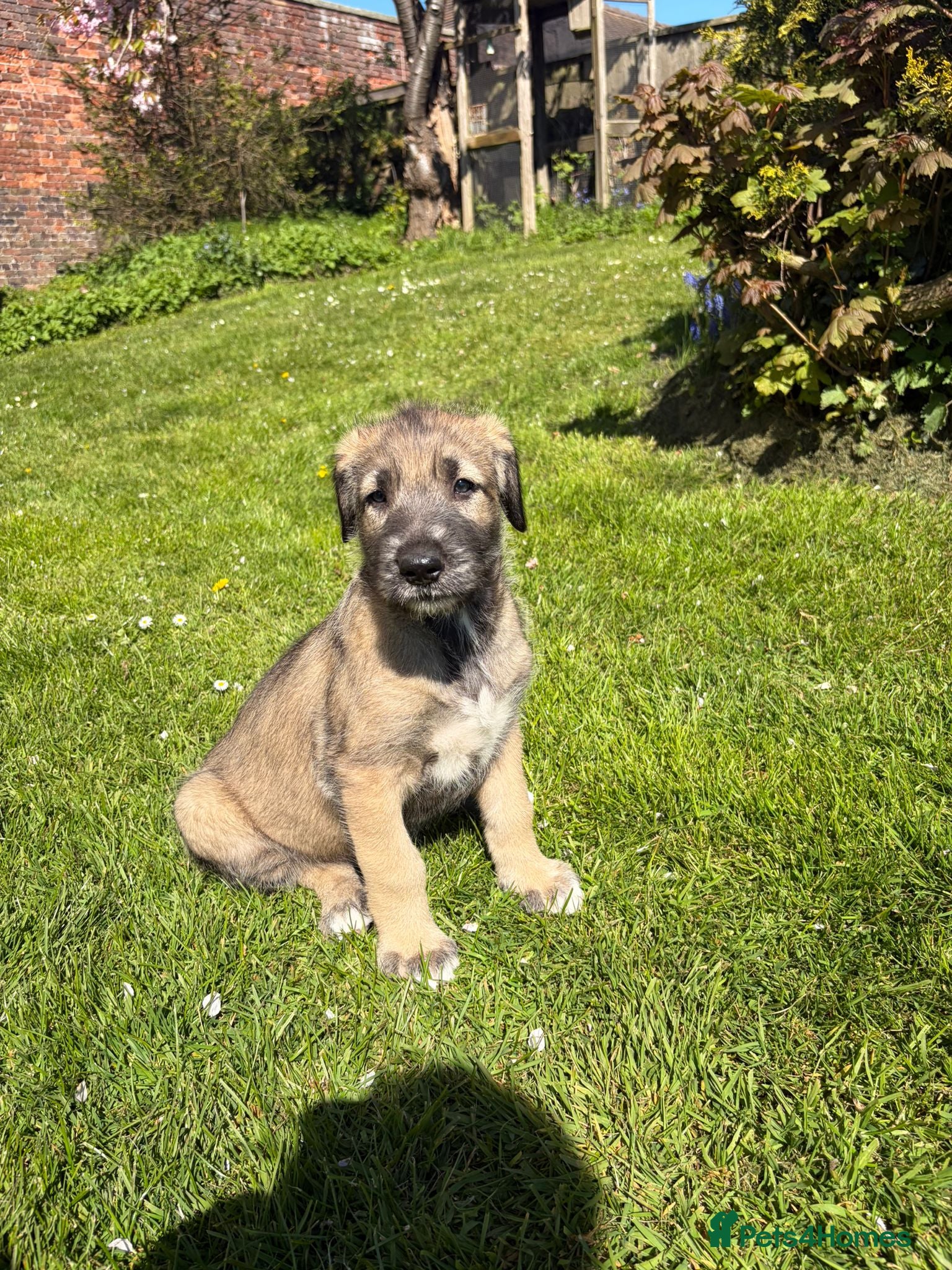 Irish Wolfhound dogs 1 wheaten girl available  - Advert 2