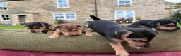 Jack Russell dogs for sale: Black & Tan Jack Russell Puppies  in Richmond - Advert 16