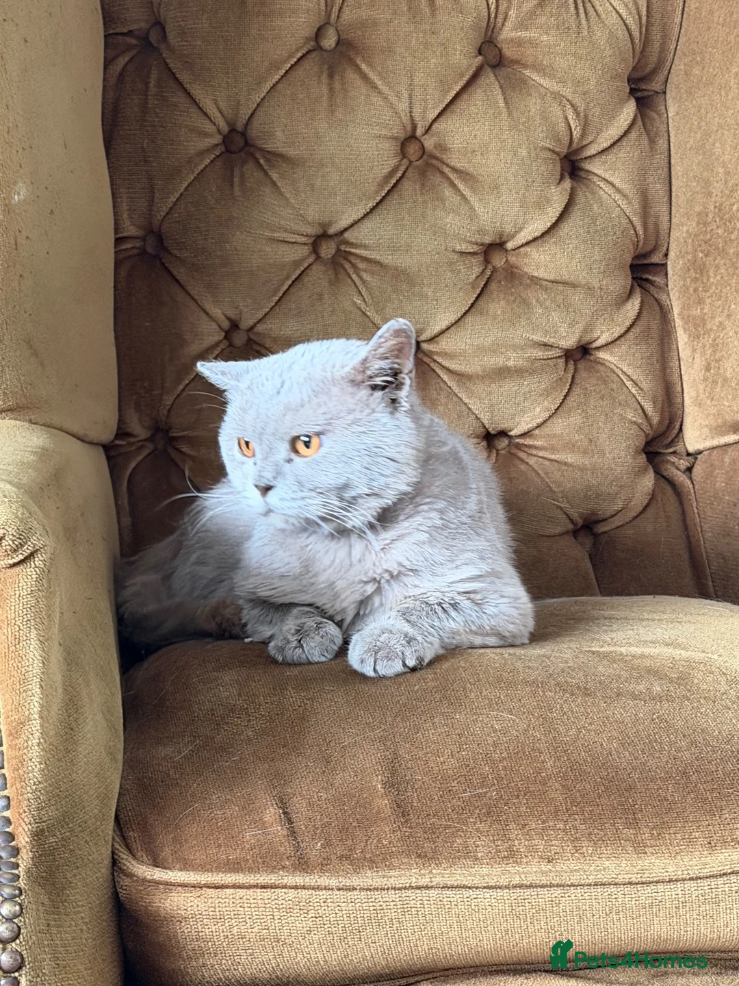 British Shorthair cats for stud: Lilac BSH Stud Service TICA Registred - Advert 1
