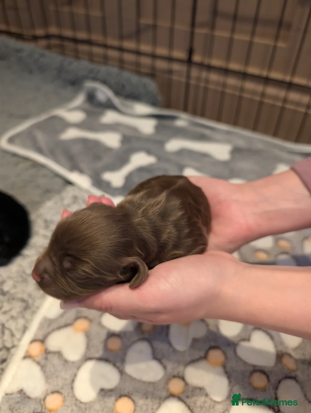 Sprocker dogs for sale: F1 Sprocker puppies !! ONLY 2 LEFT !! - Advert 32
