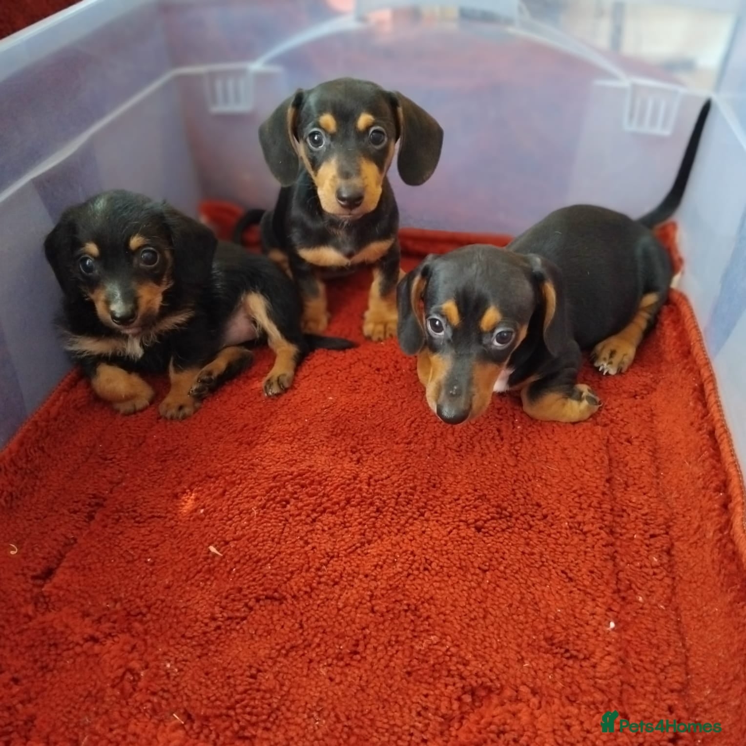 Dachshund dogs pedigree miniature dachshund puppies - Advert 1