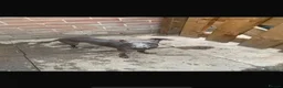 Italian Greyhound dogs for sale: 7/8 Italian greyhound puppies in Sutton Coldfield - Advert 12