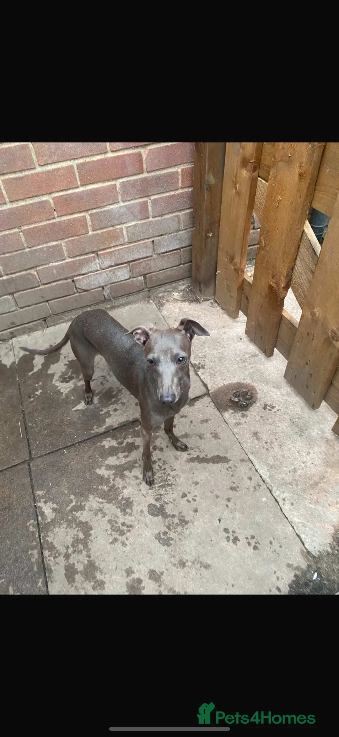 Italian Greyhound dogs for sale: 7/8 Italian greyhound puppies in Sutton Coldfield - Advert 12