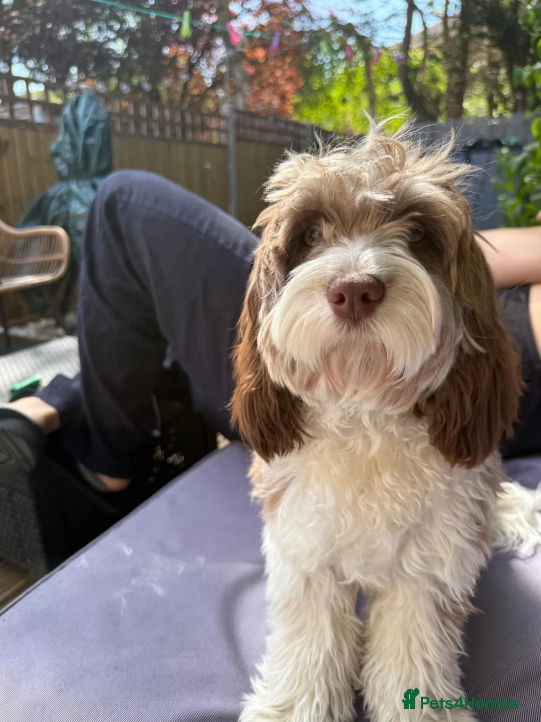 Miniature Poodle dogs for stud: Wanted: Chocolate Miniature Poodle for stud in Luton - Advert 2