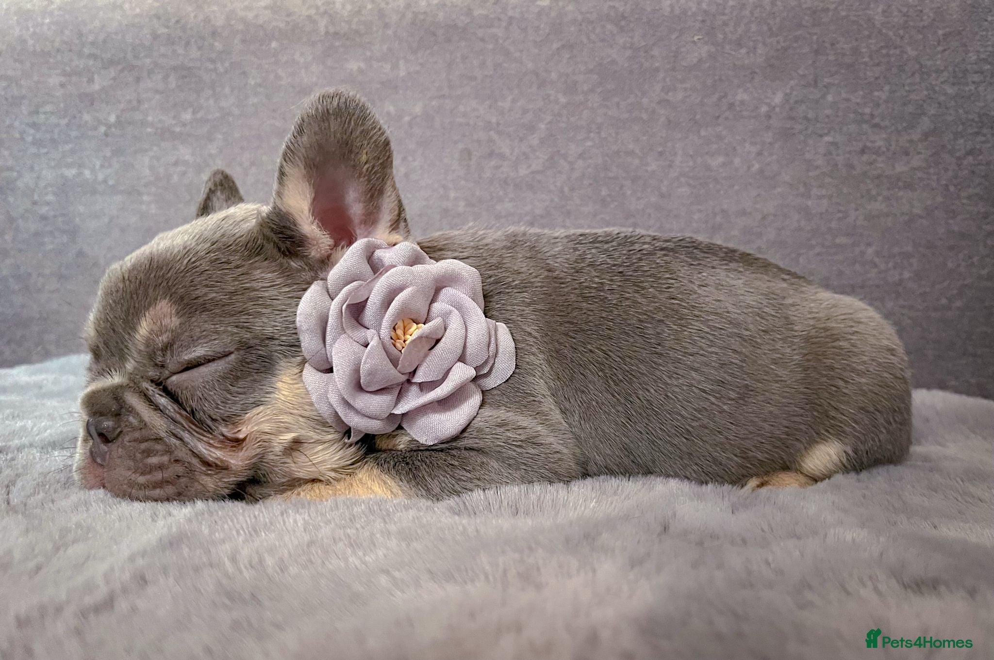 French Bulldog dogs for sale: Chunky puppies in Grays - Advert 4