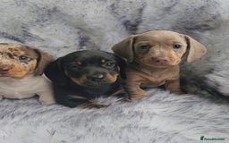 Miniature Dachshund dogs for sale: Miniature Smooth Dachshund Puppies  - Image 19