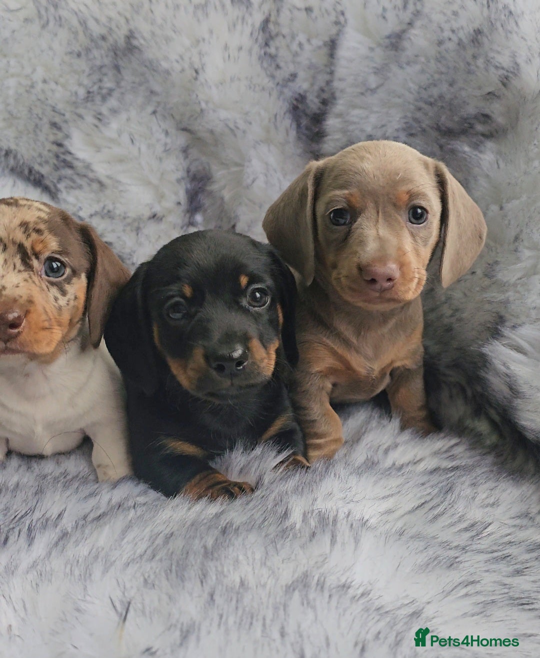 Miniature Dachshund dogs for sale: Miniature Smooth Dachshund Puppies  - Image 19