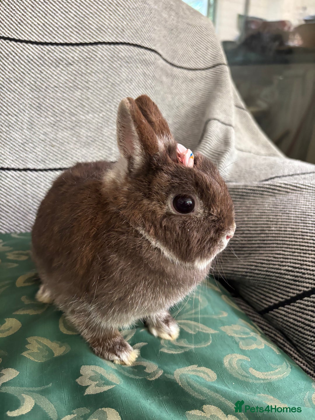 Netherland Dwarf rabbits for sale:  🌼(1yo) pedigree ND not-spayed free roam🌼 in Harrow - Image 5