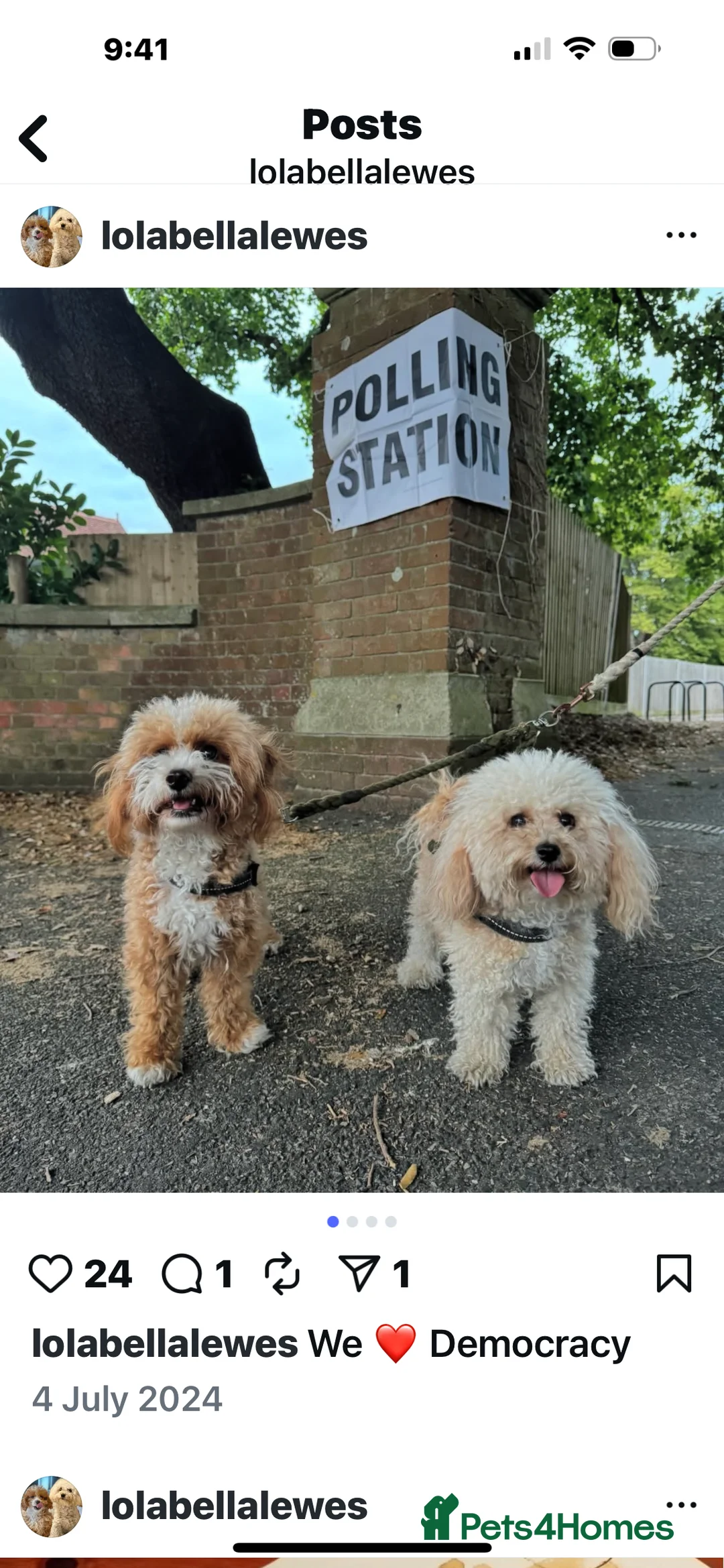 Cavachon dogs for sale: Amazing teddy Cavapoochons  - Advert 8