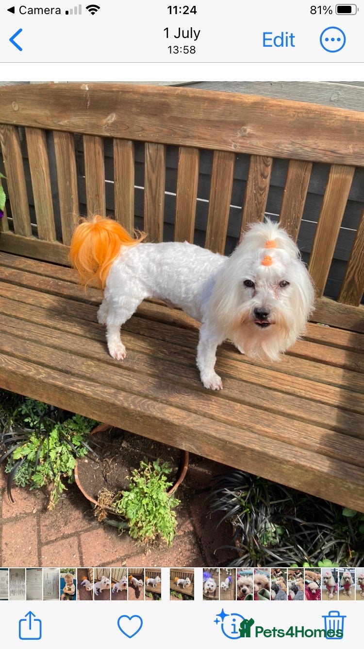 Toy Poodle dogs Stunning Maltese at Stud - NOt FOR SALE in Coventry - Advert 18